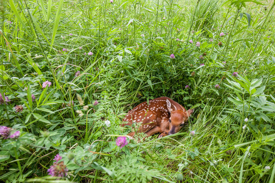White tail deer fawn in spring grass