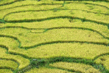 Rice field that looks like an abstract figure