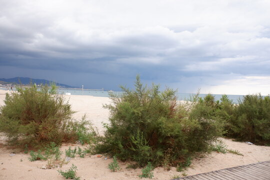 Arbustos frente al mar. 