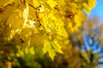 Maple branch with yellow leaves on a blue sky background