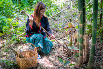 Asian girls dressed up according to local traditions are sitting with a spade to dig bamboo shoots in the forest.