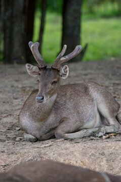 The Indian hog deer (Hyelaphus porcinus) is a small deer whose habitat ranges from Pakistan, The deer ,Wooden bridge Monkey Cheek Basin Nong Yai ,Chumphon Province , Thailand © tpap8228