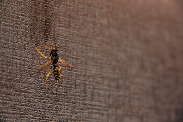 Insect at home. Macro of the wasp on the wall