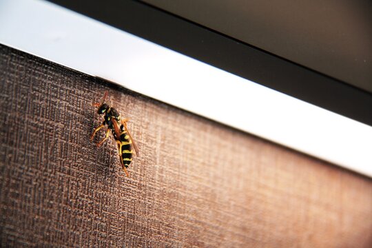 Insect at home. Macro of the wasp on the wall