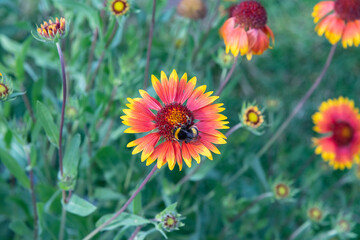 Fototapeta premium The bee collects nectar from the flowers of Rudbekija.