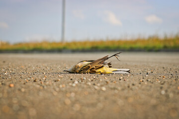 Dead western yellow wagtail (Motacilla flava). A bird hit by a car on the asphalt. Avian flu, the danger of a pandemic.