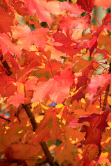 Naklejka na ściany i meble Buntes Herbstlaub der Baume verzaubert den Herbst in der Rhoen, Thueringen, Deutschland - Colorful autumn leaves on the trees enchant autumn in the Rhoen, Thuringia, Germany 