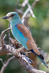European Roller