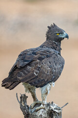 Martial Eagle