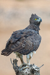 Martial Eagle