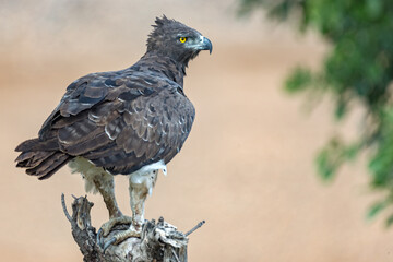 Martial Eagle