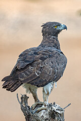 Martial Eagle