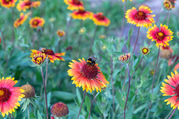 The bee collects nectar from the flowers of Rudbekija.