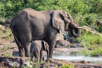 Elephant with Baby