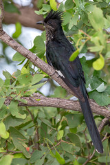Lavaillants Cuckoo