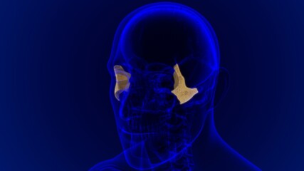Human Skeleton Skull Zygomatic Bone Anatomy For Medical Concept