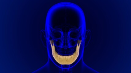 Human Skeleton Skull Mandible Bone Anatomy For Medical Concept