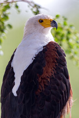 Fish Eagle