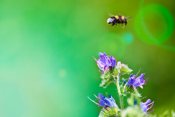 Blue melliferous flowers - Blueweed (Echium vulgare). Viper's bugloss is a medicinal plant. Bumblebee collects nectar. Macro.