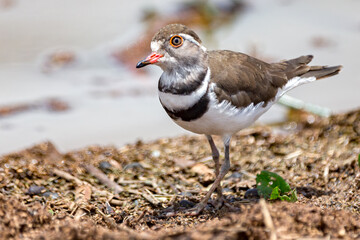 Three-banded Plover