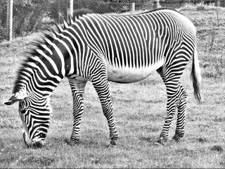 Fototapeta na wymiar Zebra grazing - B & W