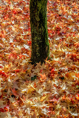 colorful autumn leaves on the ground at the base of tree trunk