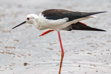 Black-winged Stilt