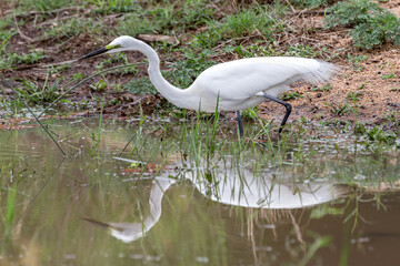 Great Egret