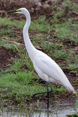 Great Egret