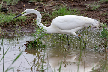 Great Egret