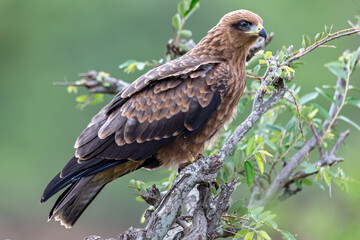 Yellow-billed Kite