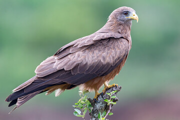 Yellow-billed Kite
