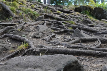 roots of a tree