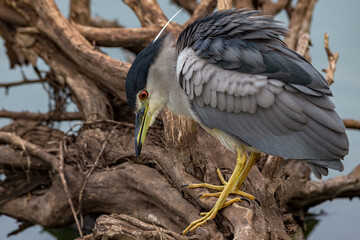 Naklejka premium Black-crowned Night Heron
