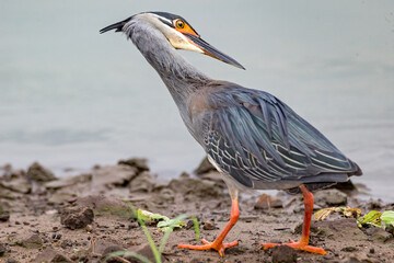 Green-backed Heron