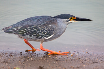 Green-backed Heron