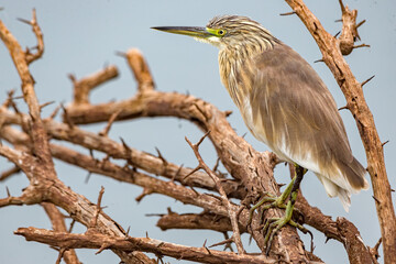 Immature Green-backed Heron