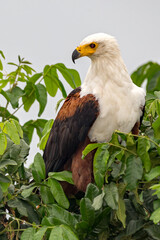 Fish Eagle