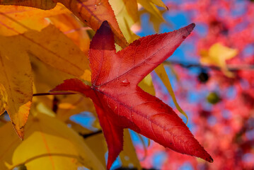 red maple leaf closeup on blue sky