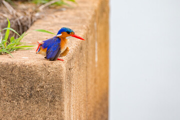 Malachite Kingfisher