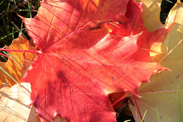 Farbige Herbstblaetter auf einem Ahornbaum. Rhoen, Thueringen, Deutschland, Europa