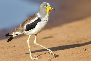 White-crowned Lapwing