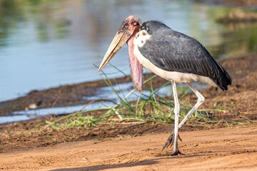 Marabou Stork