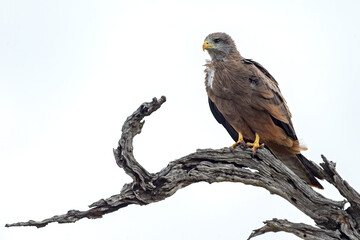 Yellow-billed Kite