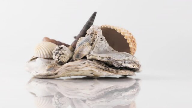 oceanic stone and many cockle shells on a white background spinning close up
