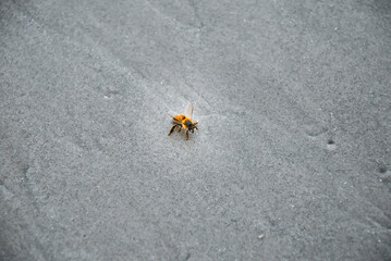 Bee perched on sandy ground
