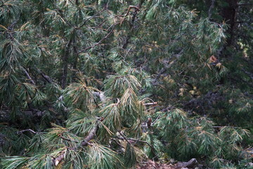 fir tree branches