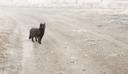 Black cat stands on the road in the fog. Cat crosses the road