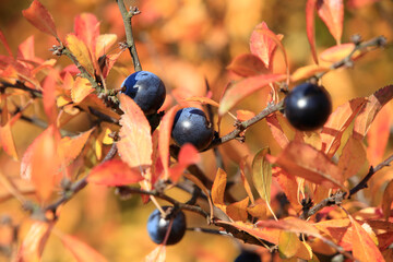 Fruechte der Schlehen am Schwarzdornbusch im Herbst. Rhoen, Thueringen, Deutschland, Europa