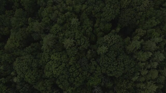 forest from top